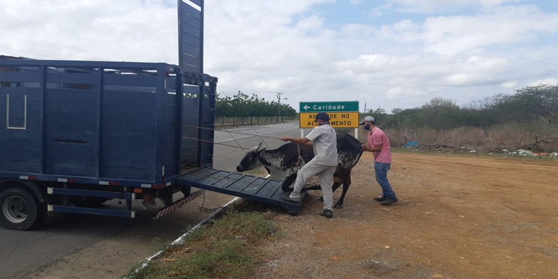 Policia Rodoviária Federal alerta aos motoristas sobre animais na pista