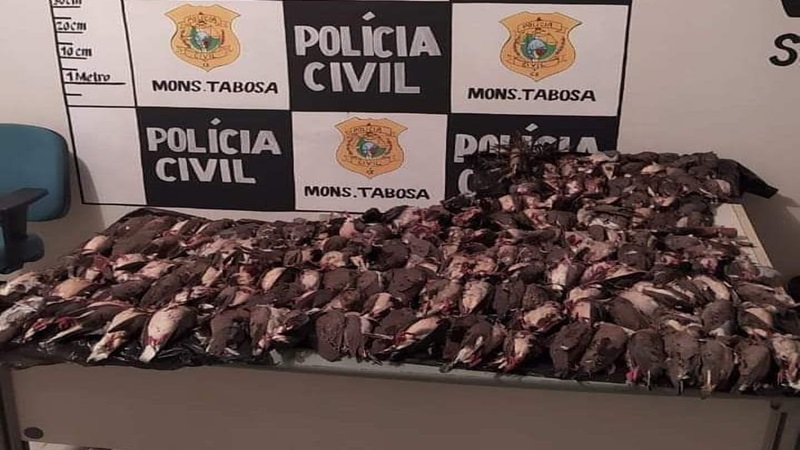 Polícia Civil apreende 173 aves abatidas após perseguição a suspeitos em Monsenhor Tabosa