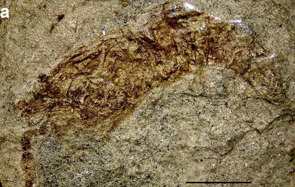 Pesquisadores descobrem fóssil raro de camarão de 120 milhões de anos no sertão nordestino