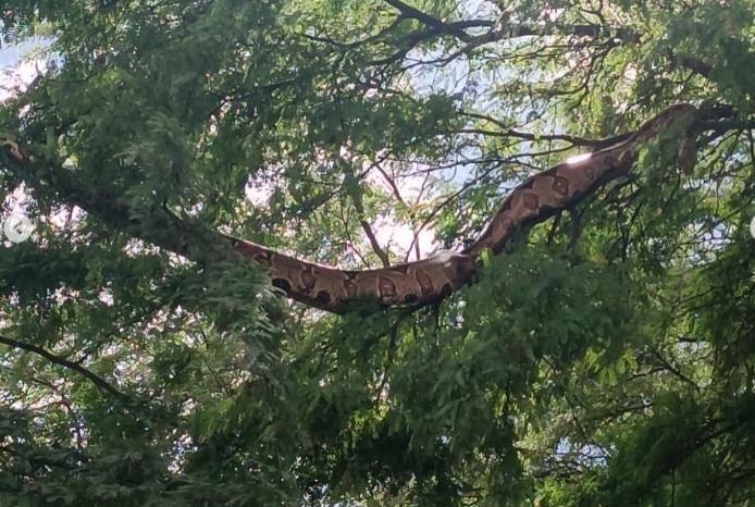 Cobra de dois metros assusta moradores do bairro São José