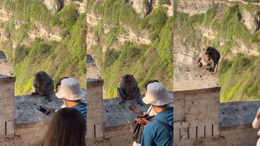 Macaco ‘sequestra’ celular de turistas e troca por comida