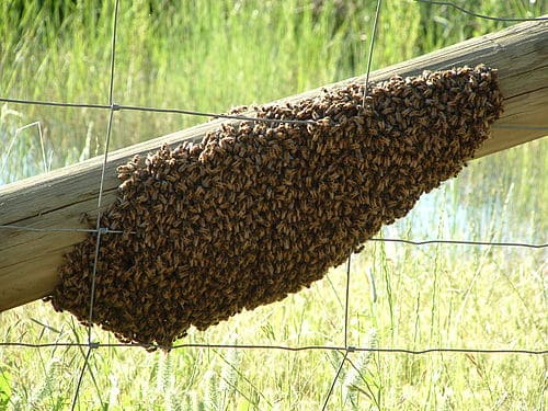 Mais um homem é atacado por abelhas em Boa Viagem