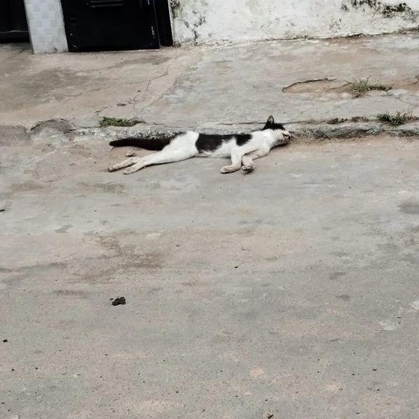 Gatos são aparecem mortos no Bairro de Fátima