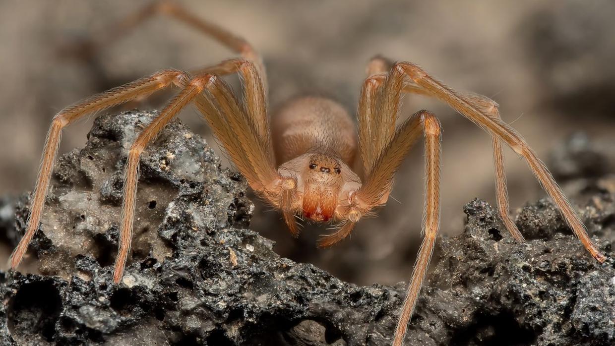 Jovem de 23 anos morre após picada de aranha-violinista, na Itália