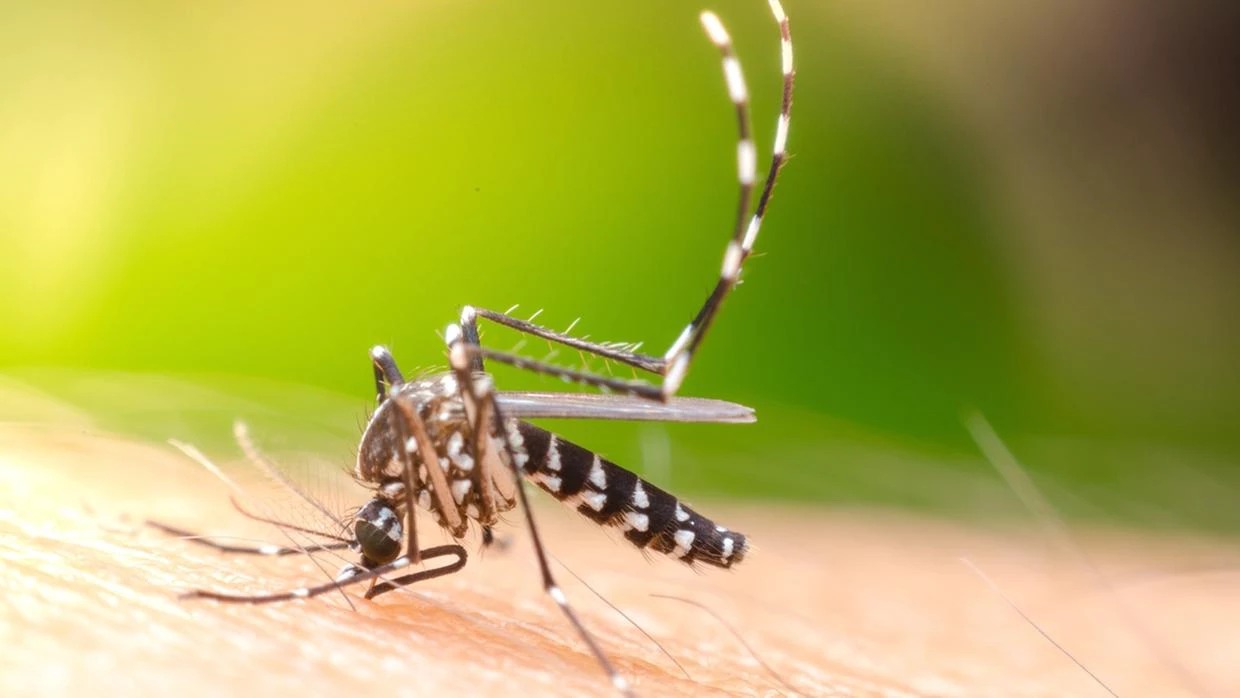 Ceará terá fábrica de ‘mosquitos do bem’ em 2025 para combater dengue, zika e chikungunya no Nordeste