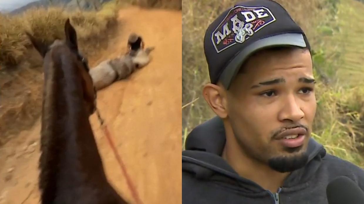 Cavalo mutilado em SP caiu por exaustão após cavalgada de 15 km