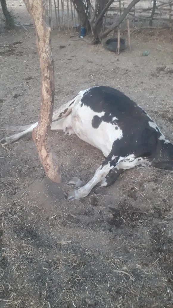 Furto de animais é registrado na zona rural de Crateús