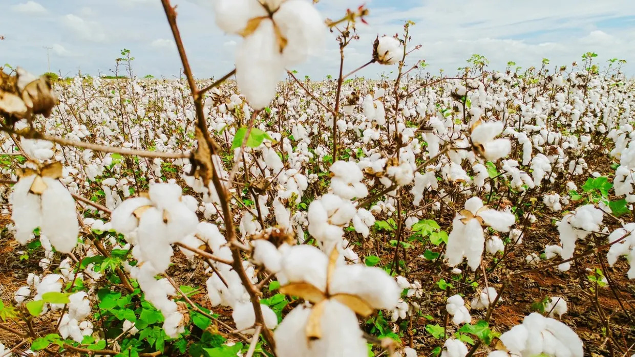 AGRICULTURA – Novo ciclo do algodão vai impactar 18 cidades do Ceará e gerar 15 mil empregos; veja municípios