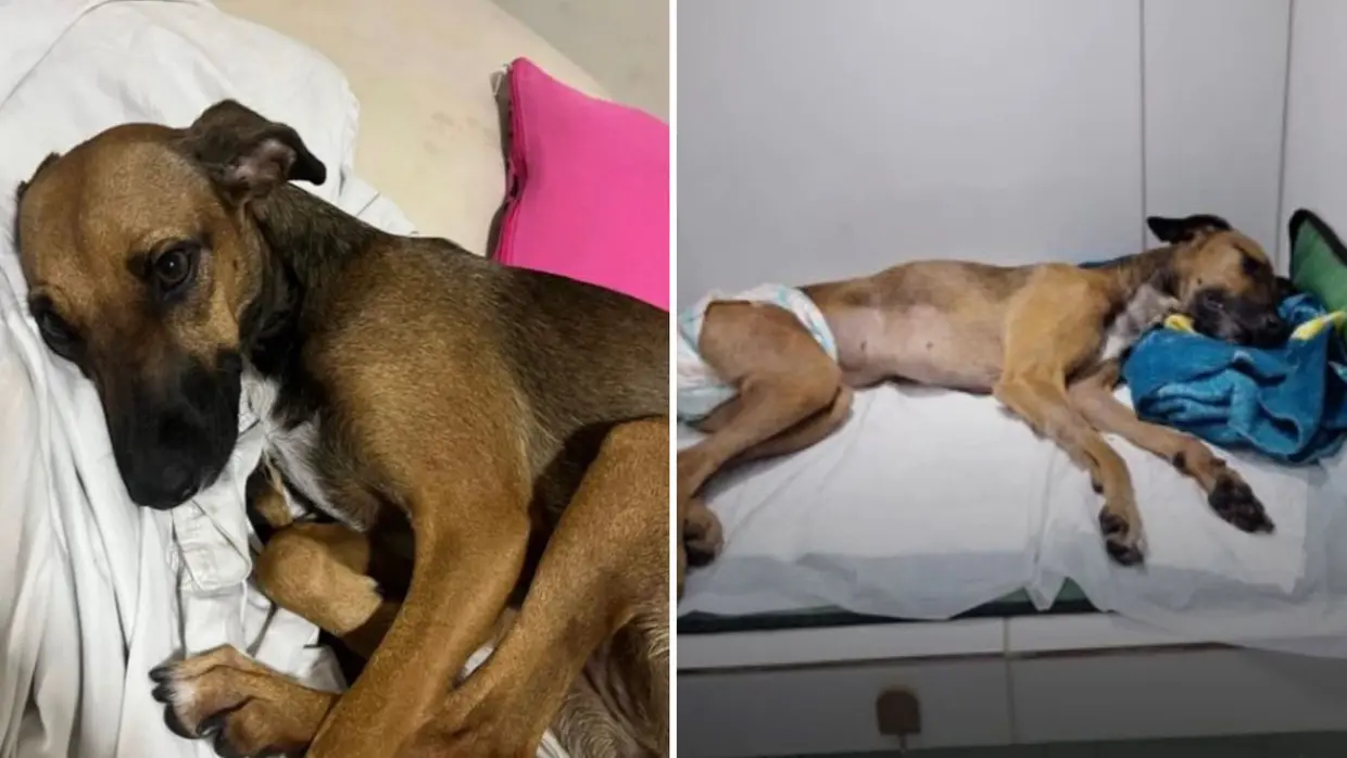 CRIME – Tutora denuncia estupro e morte de cadela após ter casa invadida em Maracanaú