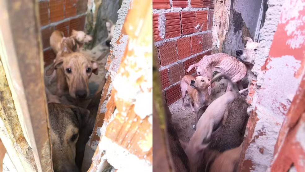 MAUS TRATOS – Homem é preso por maus-tratos contra 14 cães no interior do Ceará