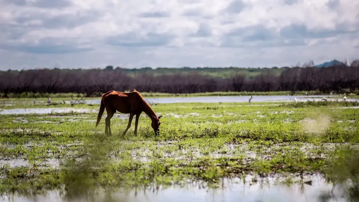 CEARÁ – Mais quente e mais seco: saiba como El Niño forte pode afetar a estação chuvosa no CE em 2027