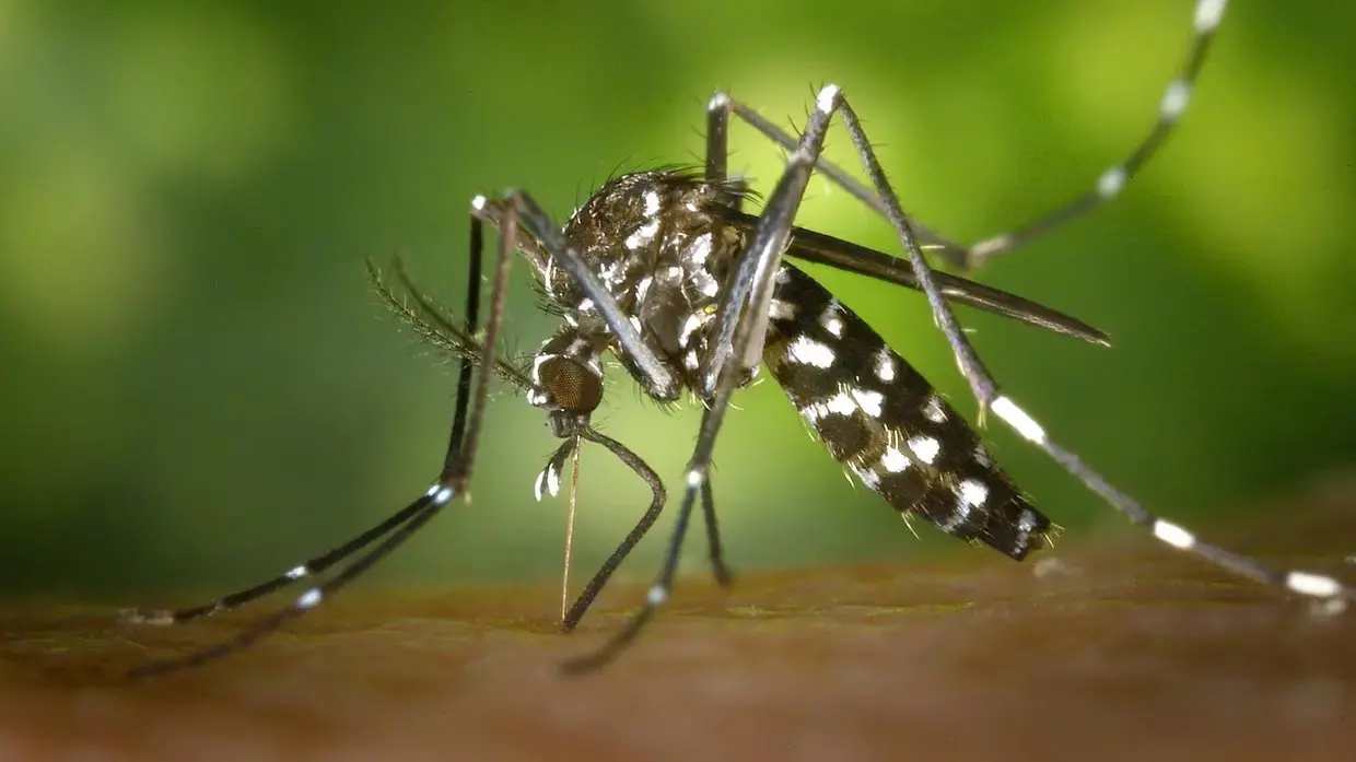 SAÚDE – Casos de dengue no CE crescem mais de 30% em 2026; mortes já superam 2025