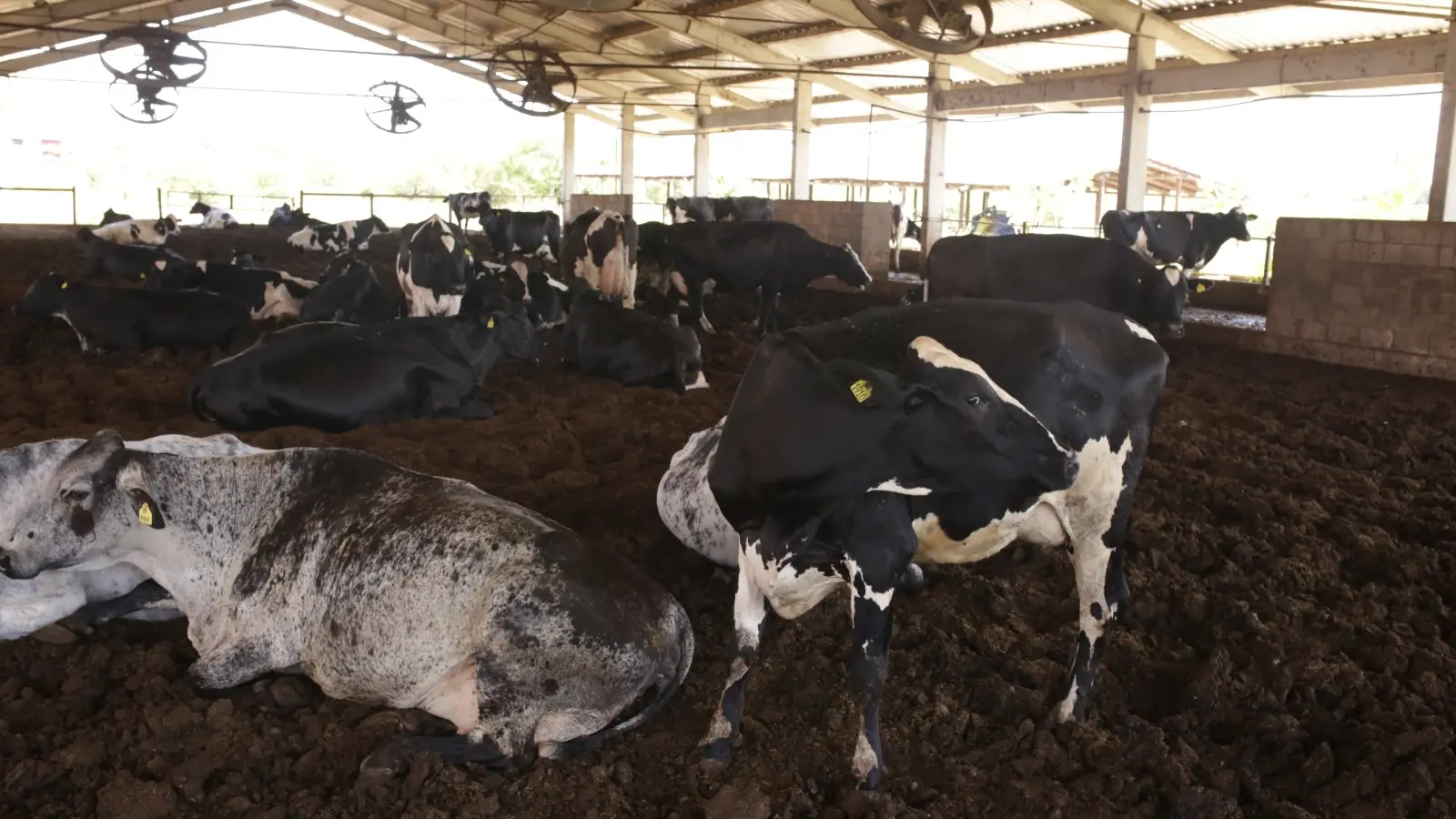 AGRO – Produtor abandona plantio de arroz, processa 2 milhões de litros de leite e mira ordenha com IA