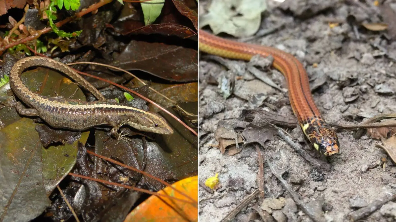 CEARÁ – Cobra e calango que só existem no Ceará são incluídos em lista nacional de espécies ameaçadas