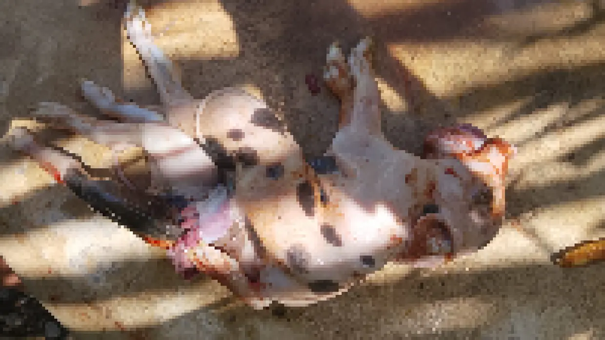 CEARÁ – ‘Monstruosidade fetal isolada’: porco nasce com seis patas e dois quadris em Fortaleza