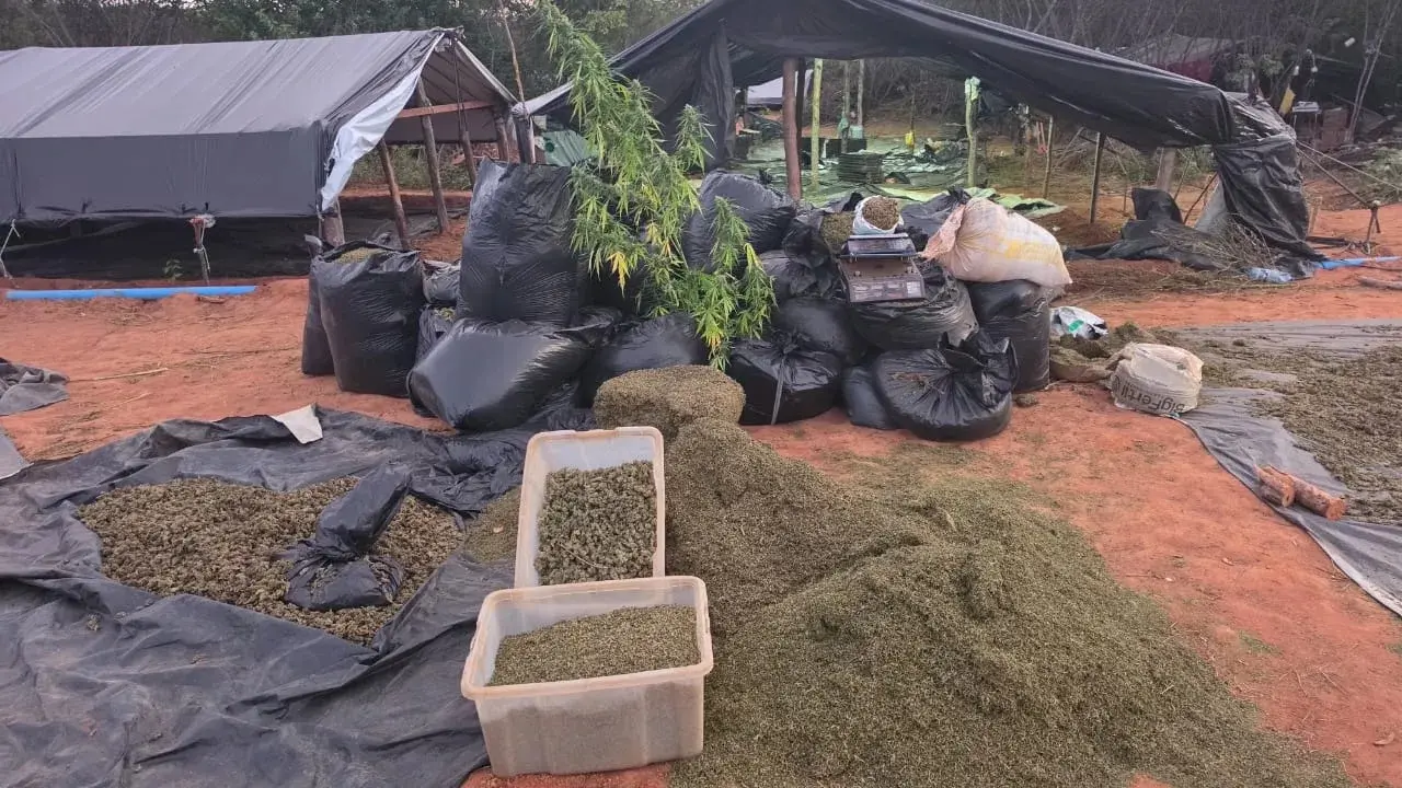 SEGURANÇA – Dono da fazenda de maconha é preso temporariamente por tráfico e associação para o tráfico