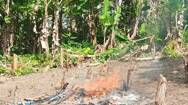 SEGURANÇA – Nova plantação de maconha é localizada e destruída no Ceará