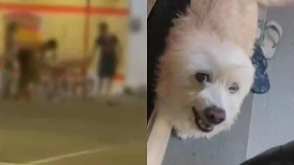 CEARÁ – Cão da raça pitbull invade casa e mata outro cachorro em Caucaia