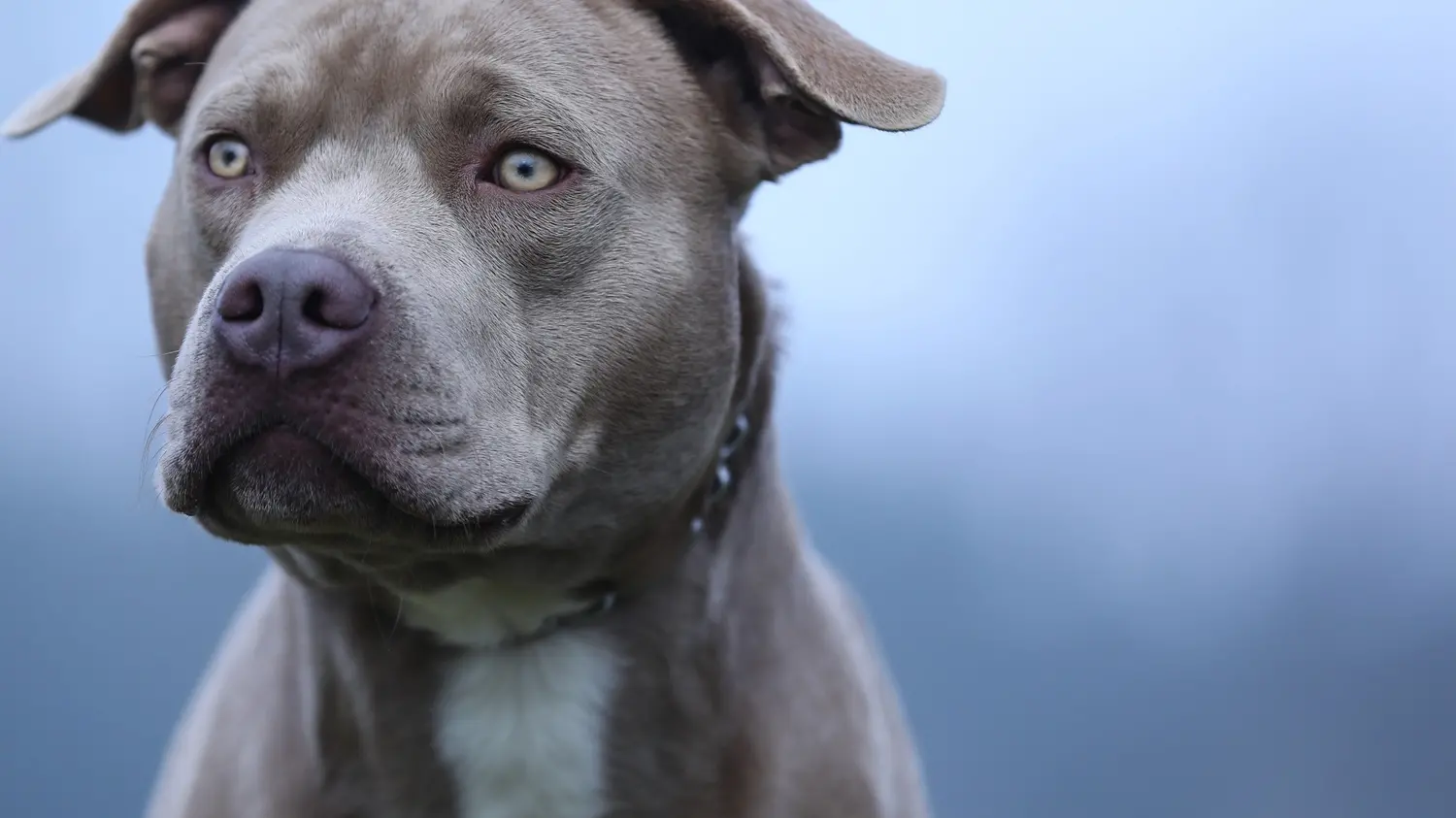 CEARÁ – O que diz a lei que limita a circulação de cachorros pitbulls no CE?
