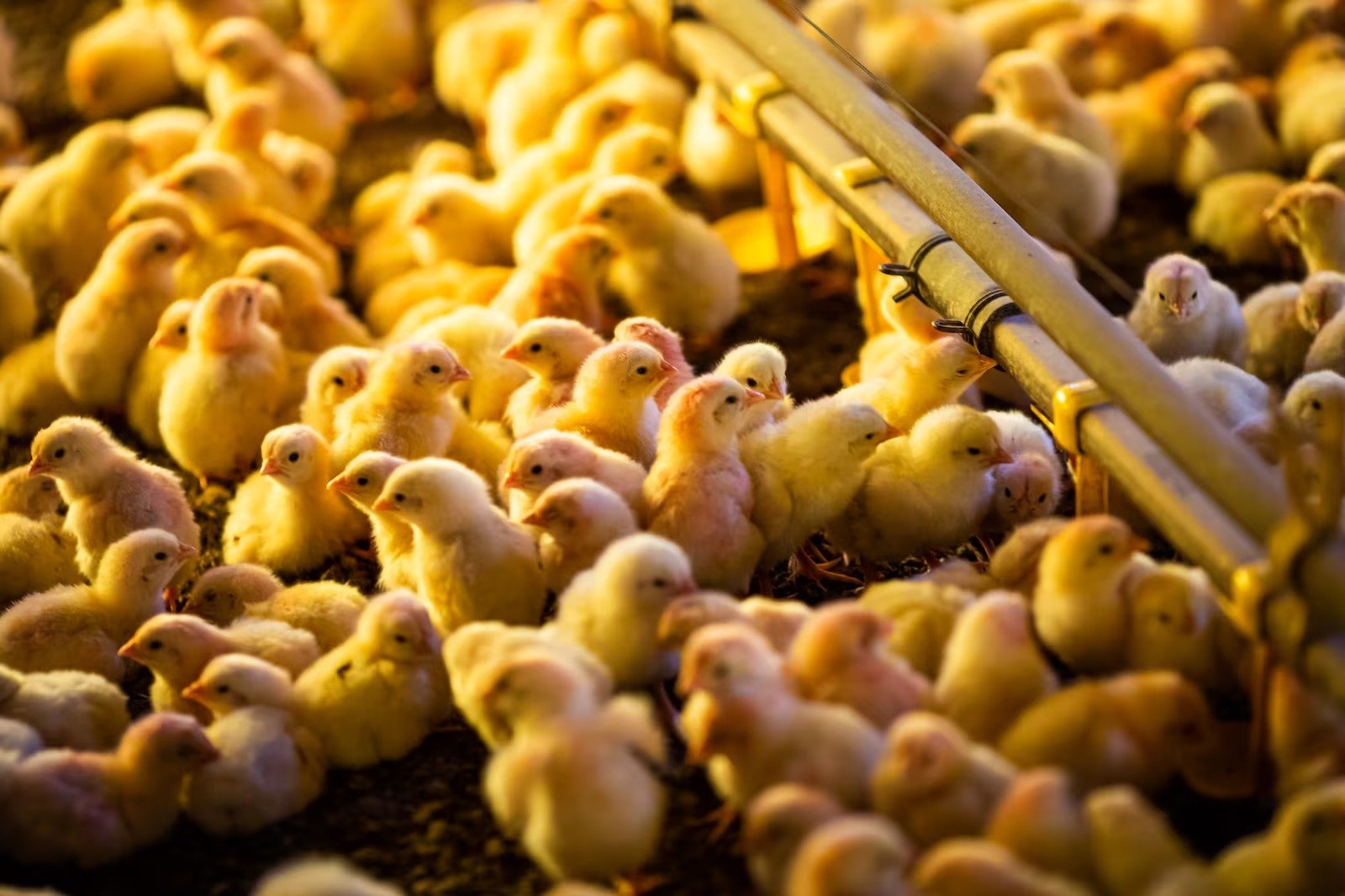 PAÍS – Brasil suspende exportação de carne de aves para a China após caso de Newcastle