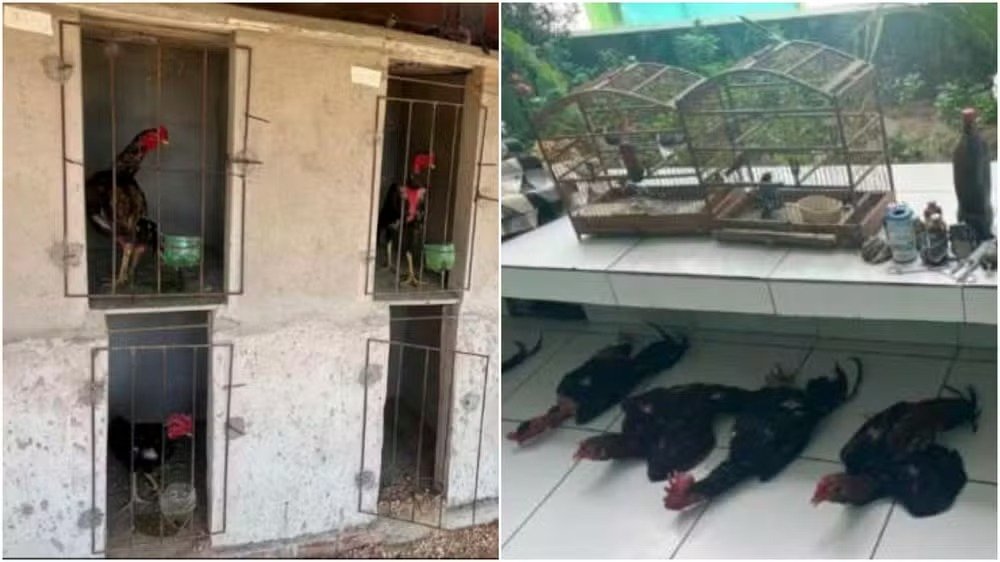 CEARÁ – Polícia resgata aves silvestres de cativeiro irregular e galos em situação de maus-tratos no interior